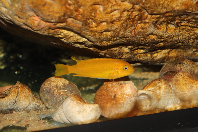 Pseudotropheus johannii 'Gome'